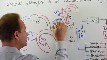 Cardiac vascular  system Pysiology General Principles Part 1