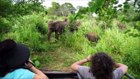 Elephants for Kids - Wild Animals Video for Children - Elephants Playing