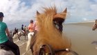 Horse Riding - Icelandic Horses for Kids