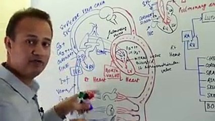 Cardiac vascular  system Pysiology General Principles Part 2
