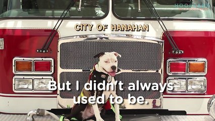 Dog Becomes Firefighter After Nearly Losing Life