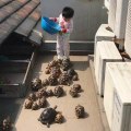 Des tortues affamées suivent ce garçon à la trace pour avoir leur salade!