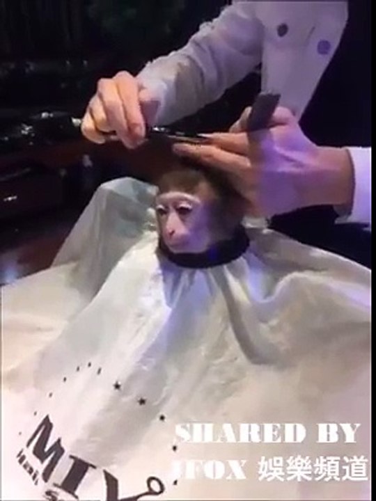 Monkey Getting haircut - Funny Monkey
