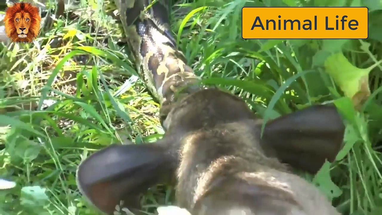 WORLD'S BIGGEST PYTHON SNAKE - GIANT ANACONDA FOUND IN AMAZON - Most Amazing Wild Animals Attacks
