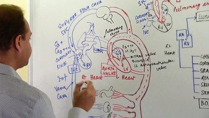 Understanding Hemodynamics: How Blood Circulates Through the Heart and Body 🩺
