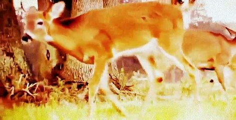 وثائقي _روعة الغزلان البرية_ناشيونال جيوغرافي أبو ظبي HD