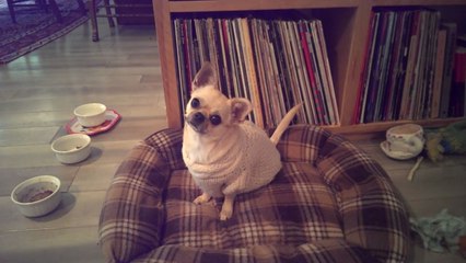 Un chihuahua veut aller se promener