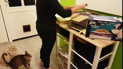 Funny cats begging for food - Cute animal compilation