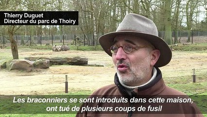 Thoiry: Un rhinocéros abattu pour sa corne
