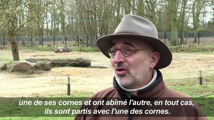 Thoiry: Un rhinocéros abattu pour sa corne