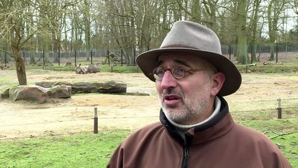 Thoiry: Un rhinocéros abattu pour sa corne