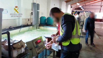 Especie en peligro: Exportaban ilegalmente angulas de España a China donde se pagan a 7000€ Kg