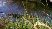 Beaver Documentary _ National Geographic _ Beavers_ Dam Beaver_ Animal & Wildlif