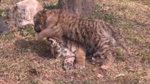 These Adorable Tiger Cubs will Melt Your Heart