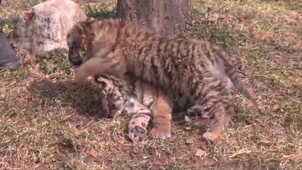 These Adorable Tiger Cubs will Melt Your Heart