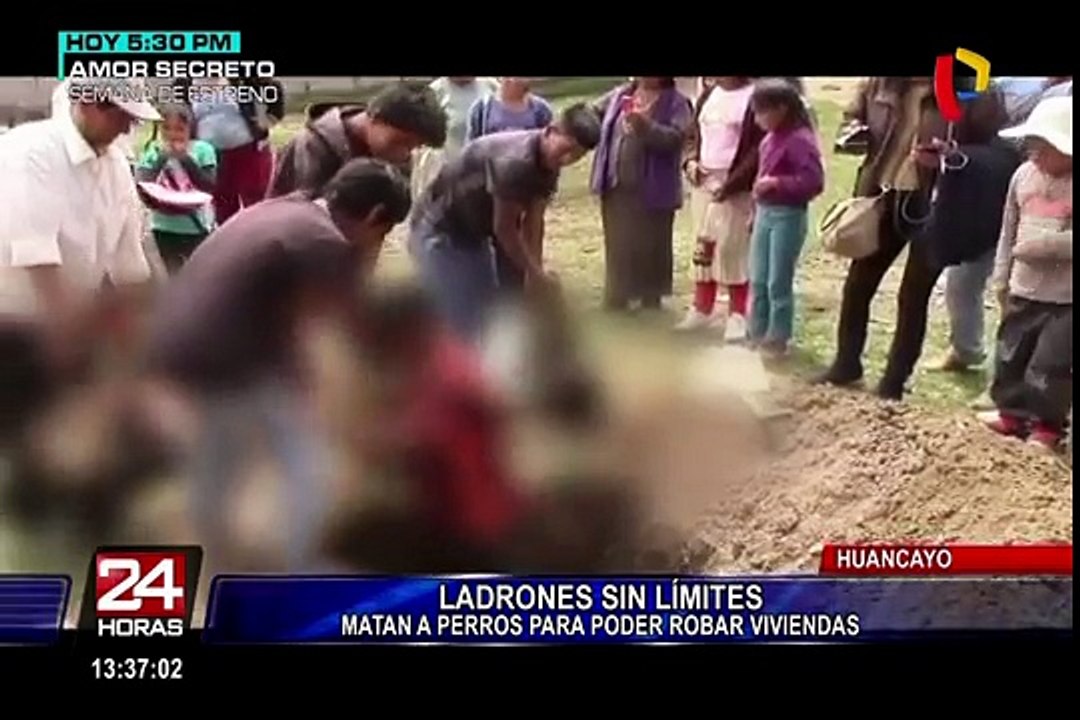 Huancayo: ladrones matan a perros para robar viviendas
