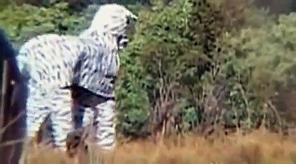 Si travestono da zebra nella savana e vengono attaccati dai leoni rischiando la pelle!