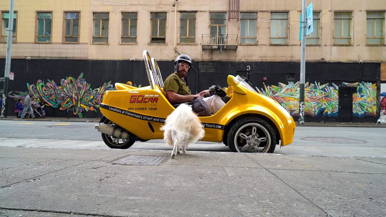 Dog Takes Over Famous YouTubers Vlog!