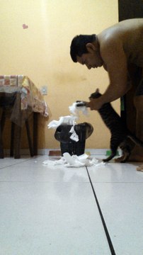 Cat Cleans His Mess