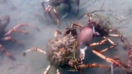 Un plongeur tombe sur un nid de crabes géants entrain de dévorer une pieuvre !