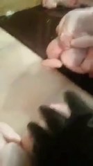 STOP ! Arrêtez de manger du poulet !