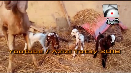 Bakri Ke Bachay Funny Punjabi Totay Tezabi Totay 2016