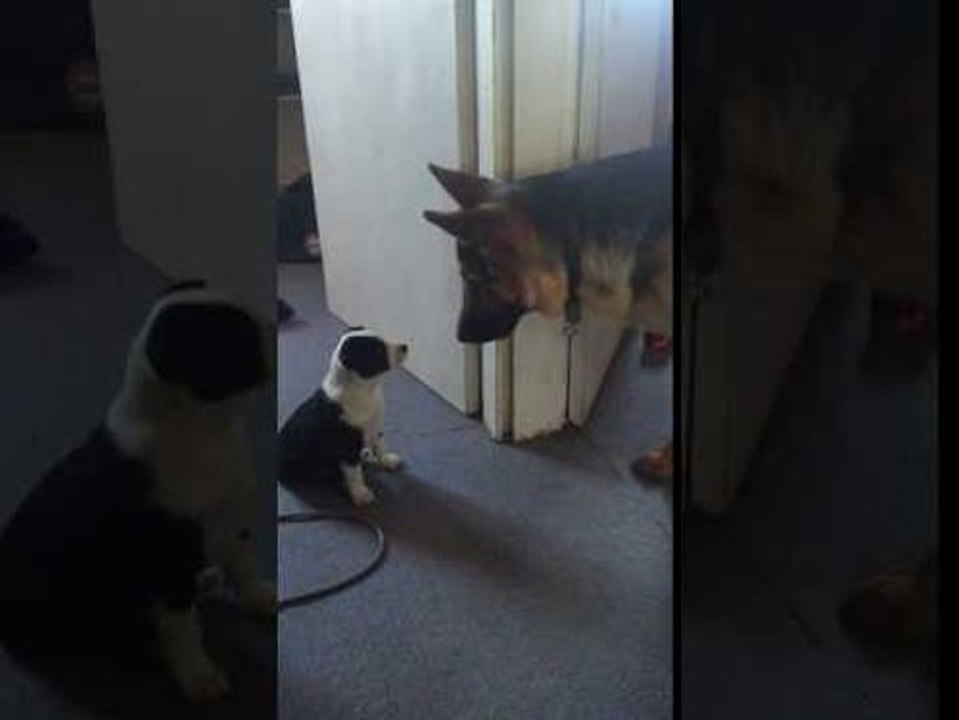 Ce n'est pas toujours les petits qui ont peur des grands !