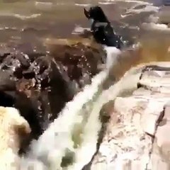 A atitude fantástica de um cão que salvou o seu "amigo" enquanto este era empurrado pela corrente da água