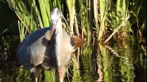 オオアオサギ・Great Blue Heron @Great Meadows National Wildlife Refuge, Concord MA