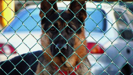 Pior cão de guarda do mundo deixa ladrões entrarem pela porta de cachorro depois de ser despistado.