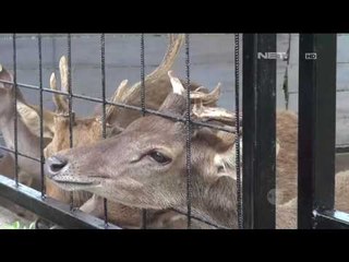 Penangkaran Rusa Timor di Purbalingga - NET12