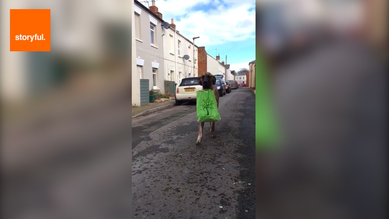 Pooch Loves Lending a Paw