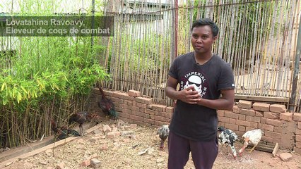 Le combat de coqs à Madagascar, entre tradition et démesure