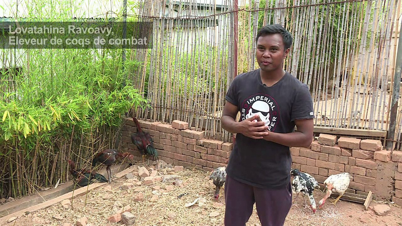 Le combat de coqs à Madagascar, entre tradition et démesure