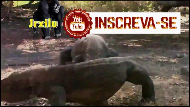 Top animais selvagens #401, Animais selvagens atacando, Animals, Confrontos animais, Serpentes atacando animais e humano