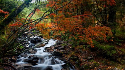 [Fl Studio] - Music For Relaxing