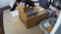Kittens Play on Boxes