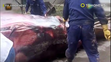 Baleia de 8 toneladas abatida em frente a  edifício de escritórios da china.