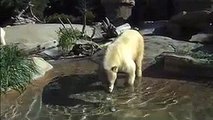 San Diego Zoo and Polar Bears International