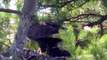 Hays bald eagles bring cat to nest for eaglets
