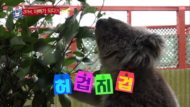 찬성, 코알라 '코(?)키스' 시도! [2PM Wildbeat] 6회