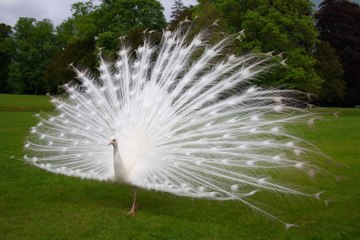 Top 10 Animals You’ve Never Seen Before