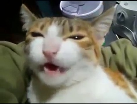 Gatinho chamando pela mãe | Videos engraçados do Dailymotion