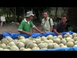 Suryono, Petani Holtikultura yang Go Internasional - NET5
