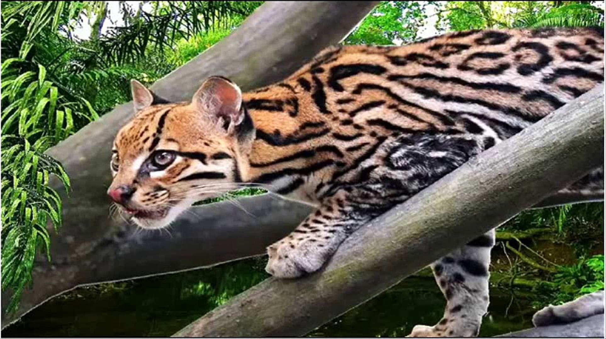 Ocelot A Wild Cat Video Dailymotion