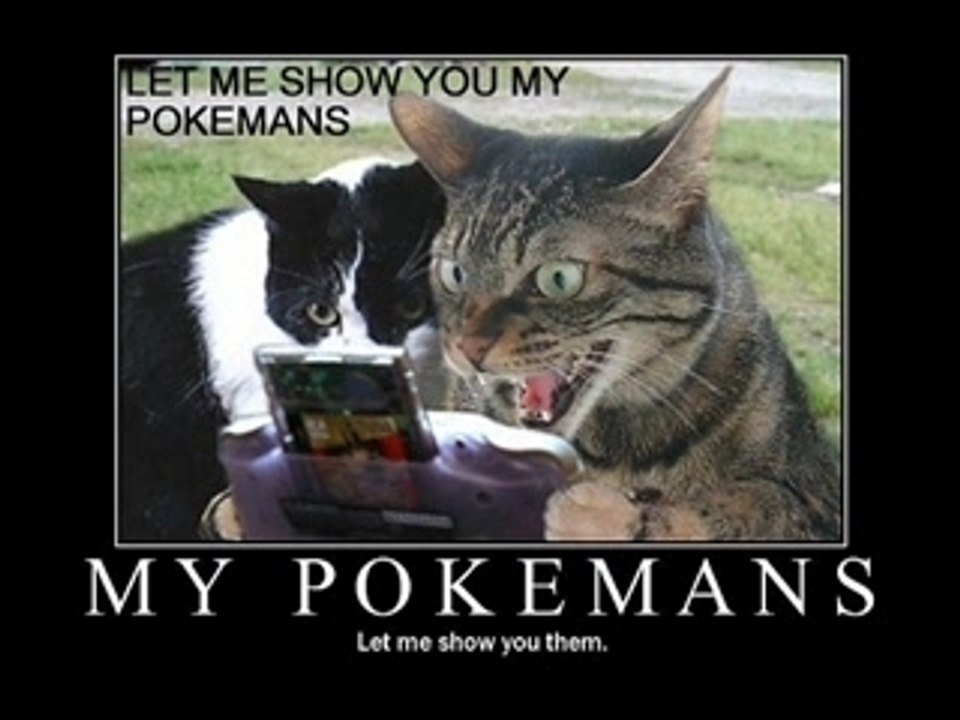 Funny Cats 2