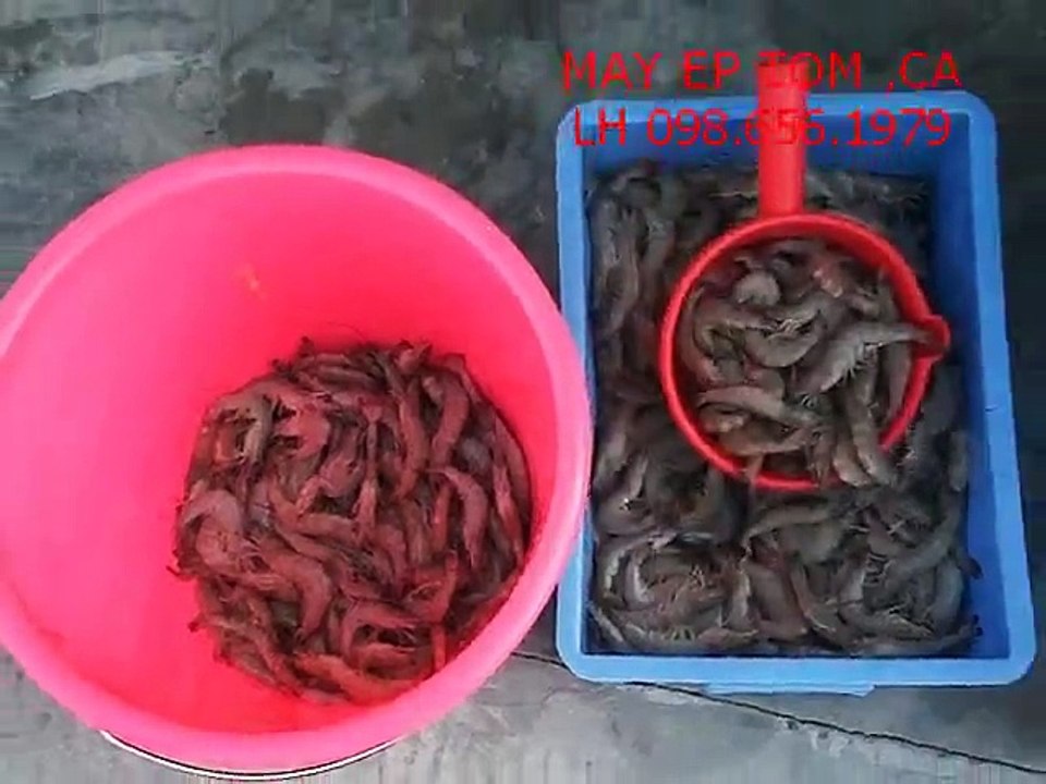 máy ép tôm tự động, máy ép tôm làm chả CR300