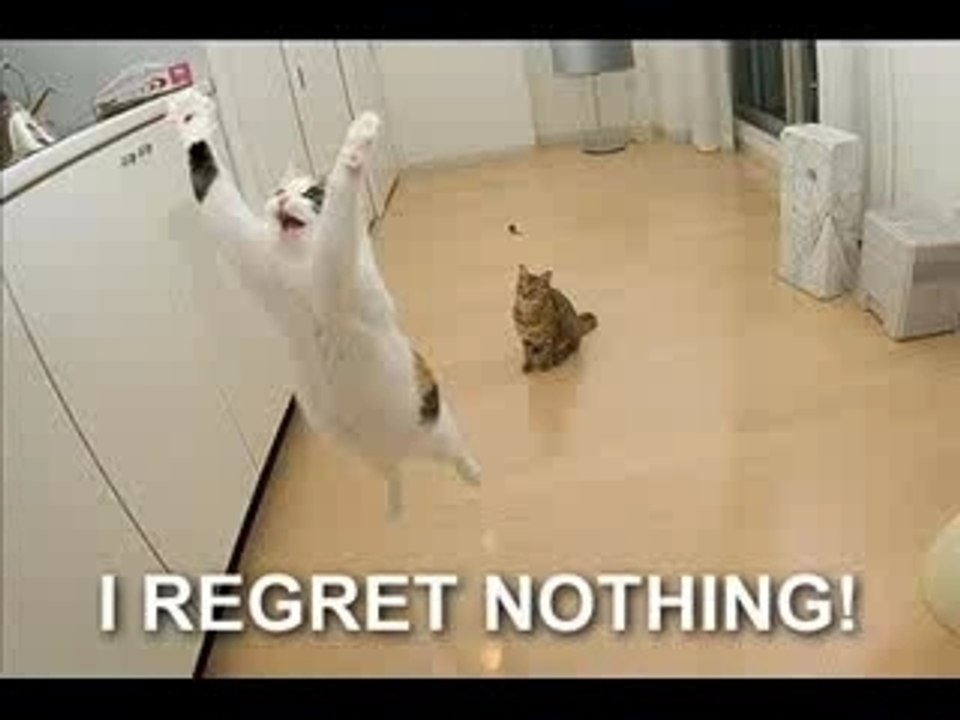 Funny Cats