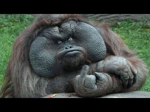 TRY NOT TO LAUGH or GRIN - Funny Animals Fails Compilation 2016 || by Life Awesome