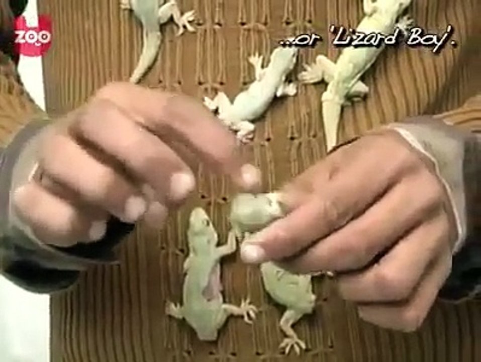 Boy Playing with  Lizards